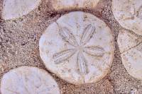 Oursin fossile (Scutella sp.)